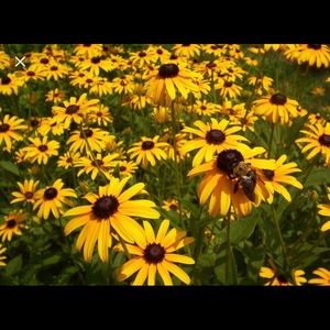 Meet your Posher, Acela